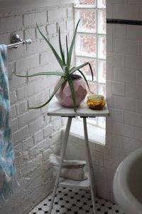bathroom plants aloe 3