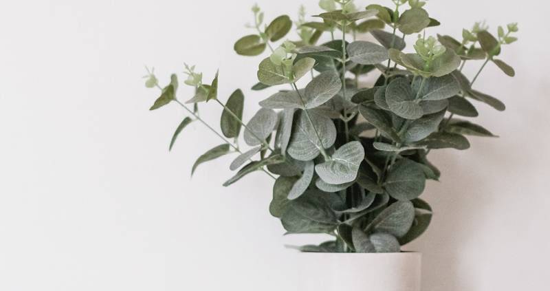 How To Pair Indoor Plants With White Interiors2